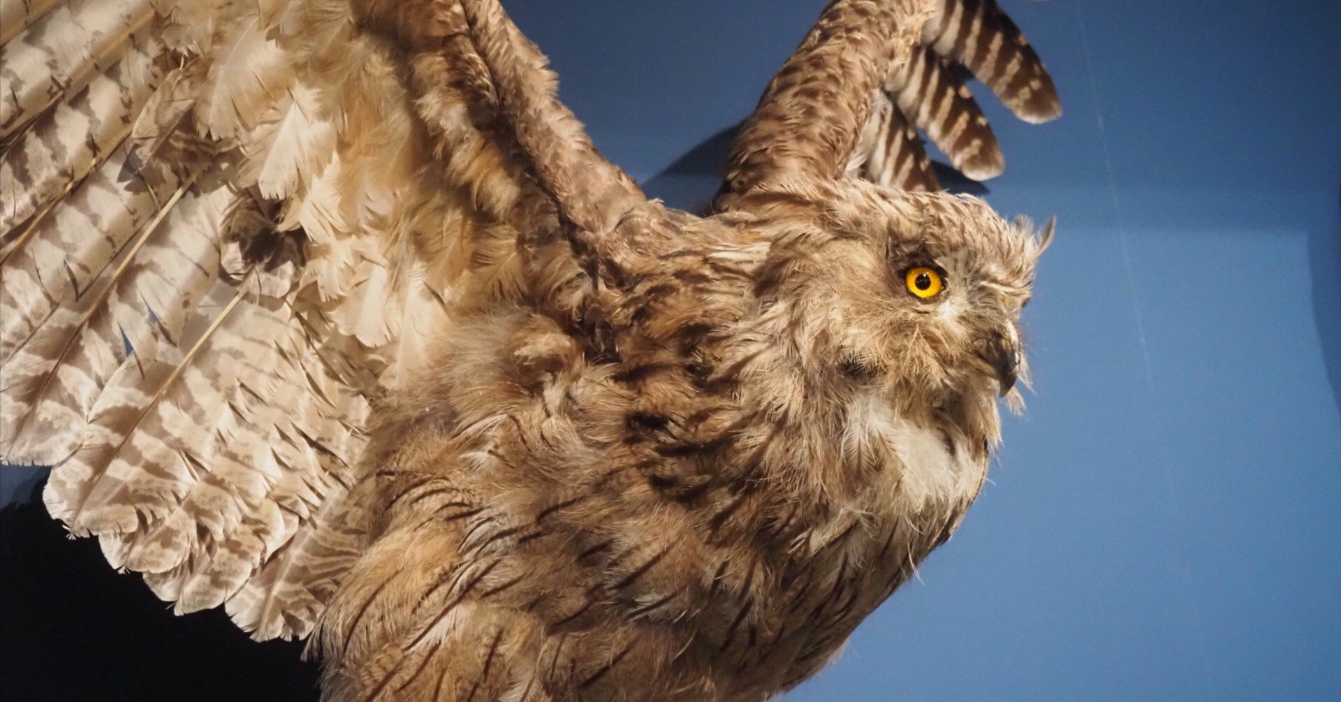 写真多め】特別展「鳥」に行ってきた！｜そろもんののーと。