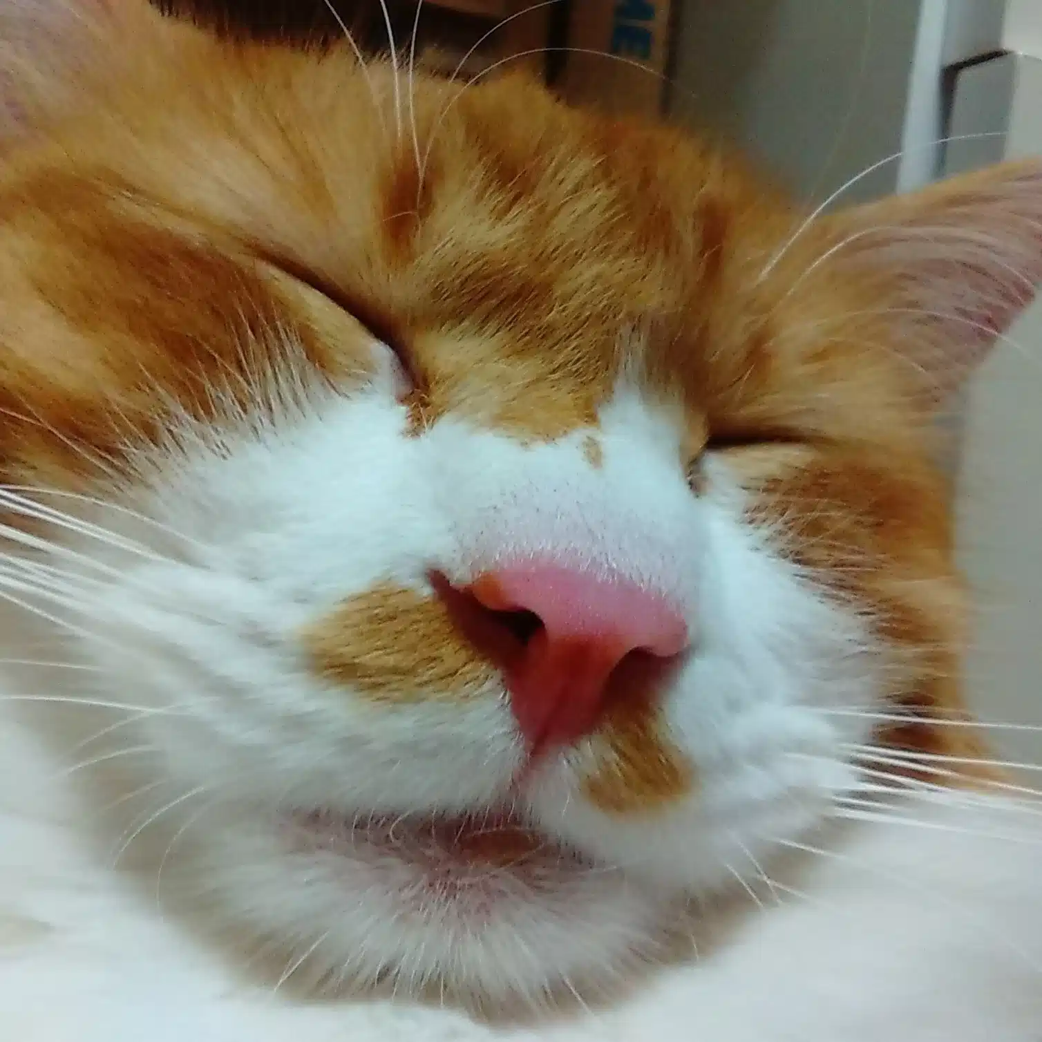fumiho