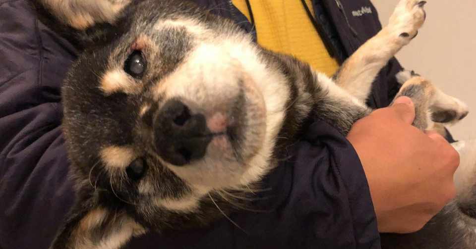 老犬との暮らし 黒柴そらさんとの日常 吉永 早希 Note