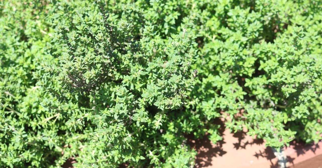 タチジャコウソウ の新着タグ記事一覧 Note つくる つながる とどける