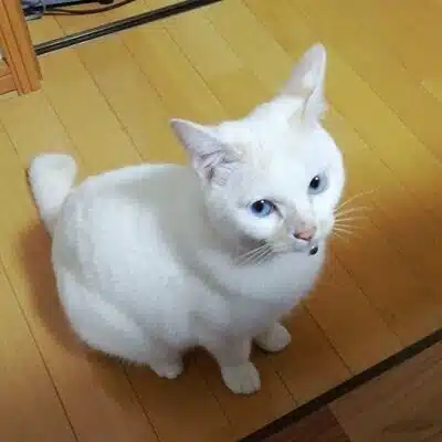SADA