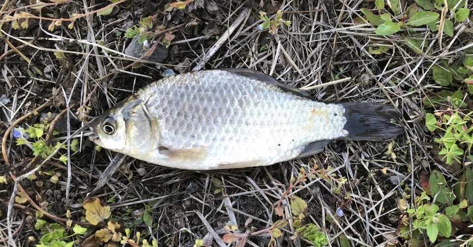 川釣りの基本 鮒釣り おいかわ3 Note
