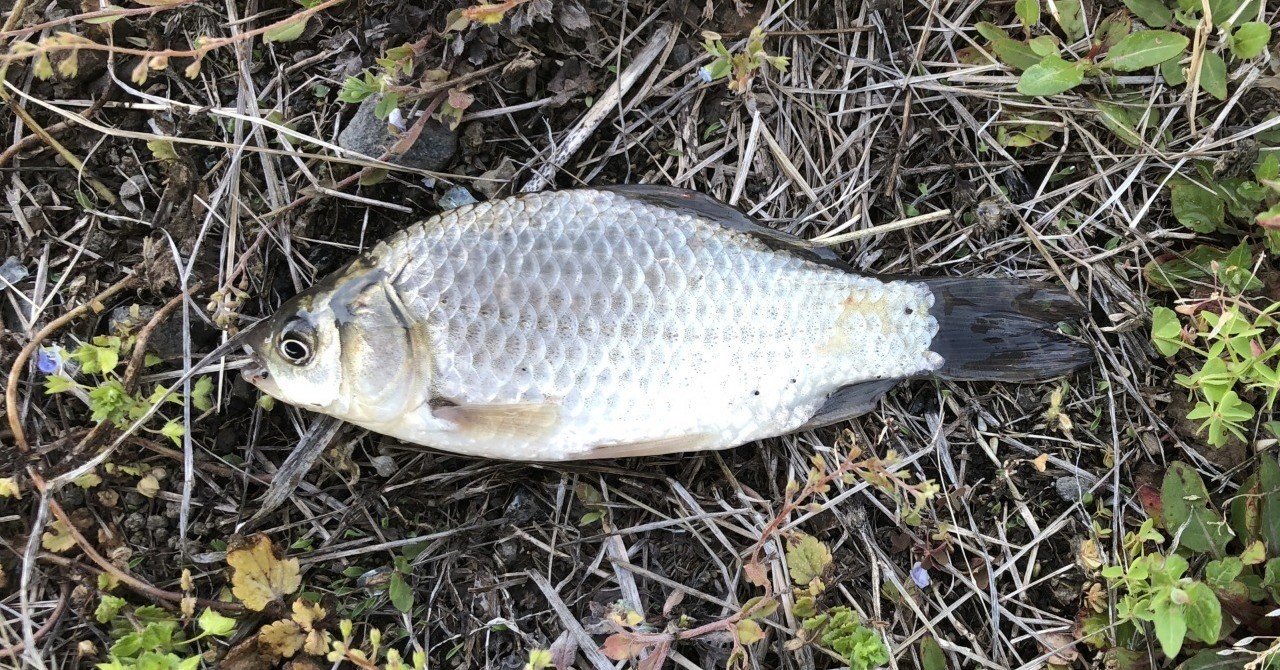 川釣りの基本 鮒釣り おいかわ３ Note