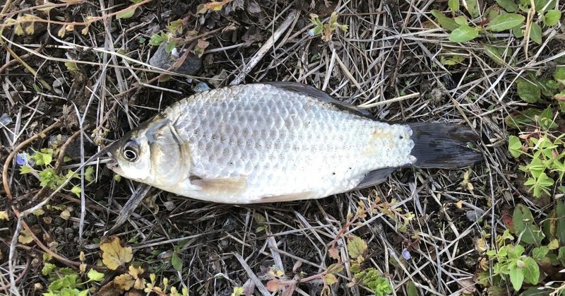 川釣りの基本 鮒釣り おいかわ３ Note