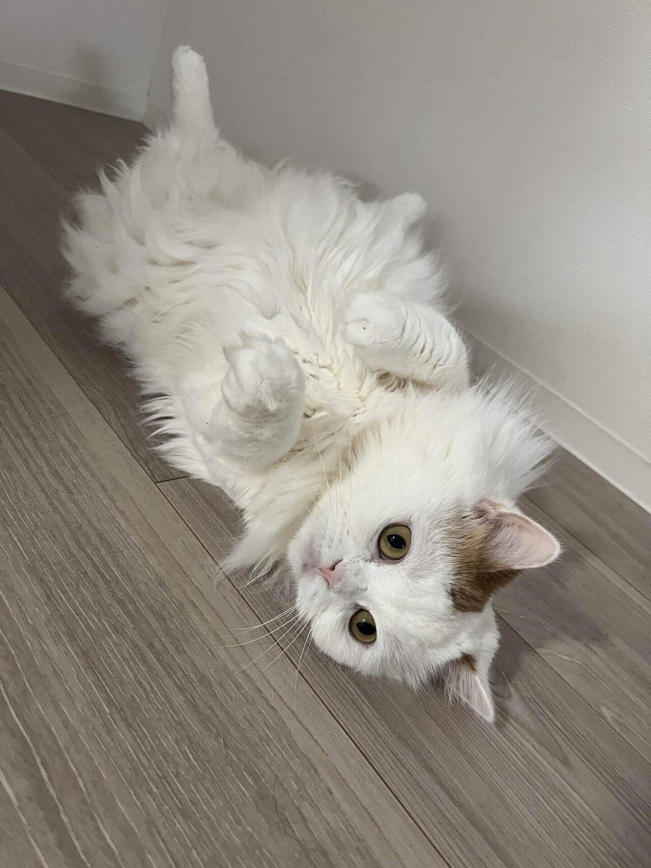 白いふわふわの毛並みが自慢の猫。マンチカンのハクです🐈｜Pawmie🐾犬