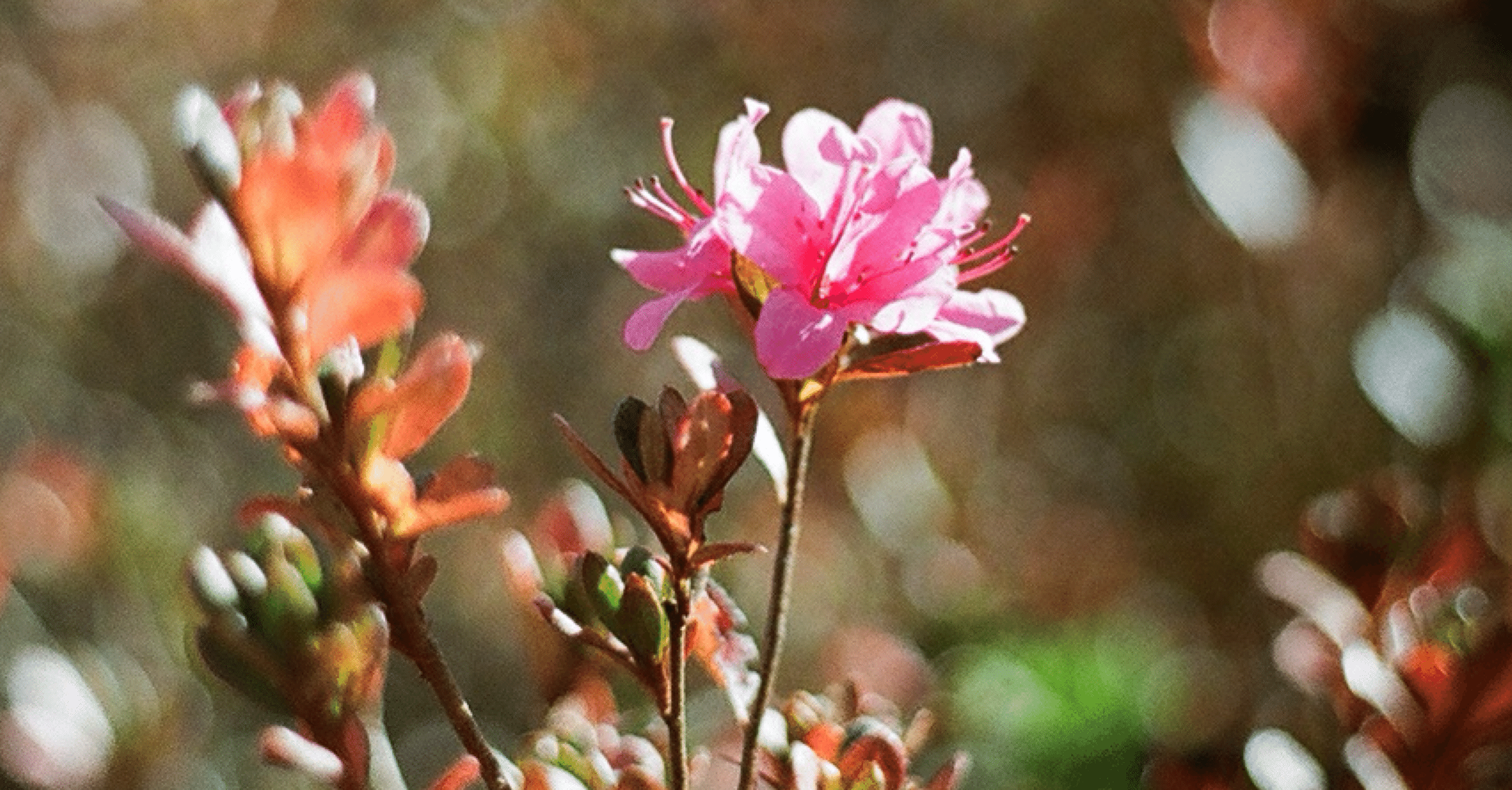 OLYMPUS OM-10 時々、光線漏れ、露光ムラ。｜夢のような80's