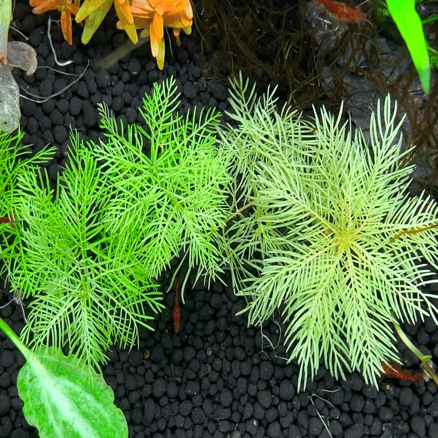 2024年水草の振り返り②｜apf_greencarpet@ぐりか