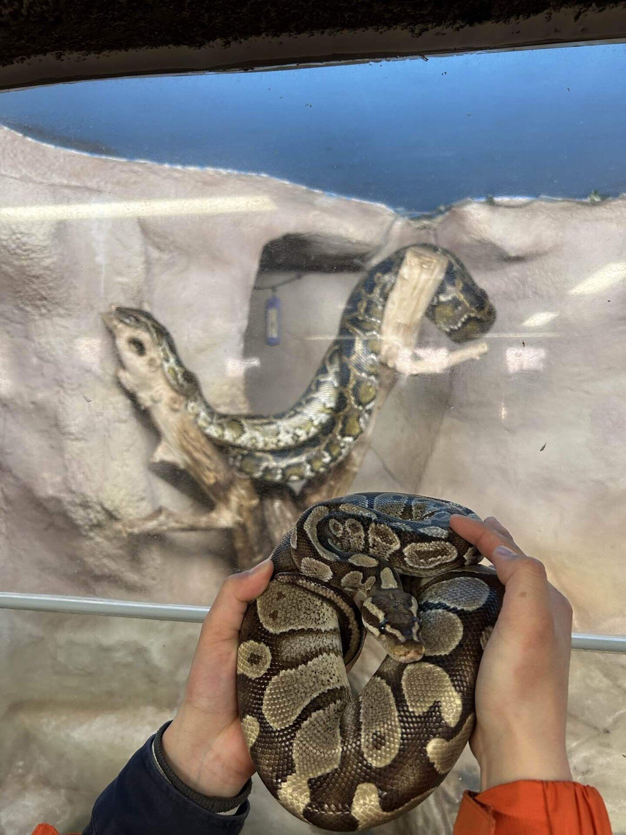 極上完動品コニカベビーパール1934年製ヘキサー50/4.5 極上完動品コニカベビーパール1934年製ヘキサー50/4.5