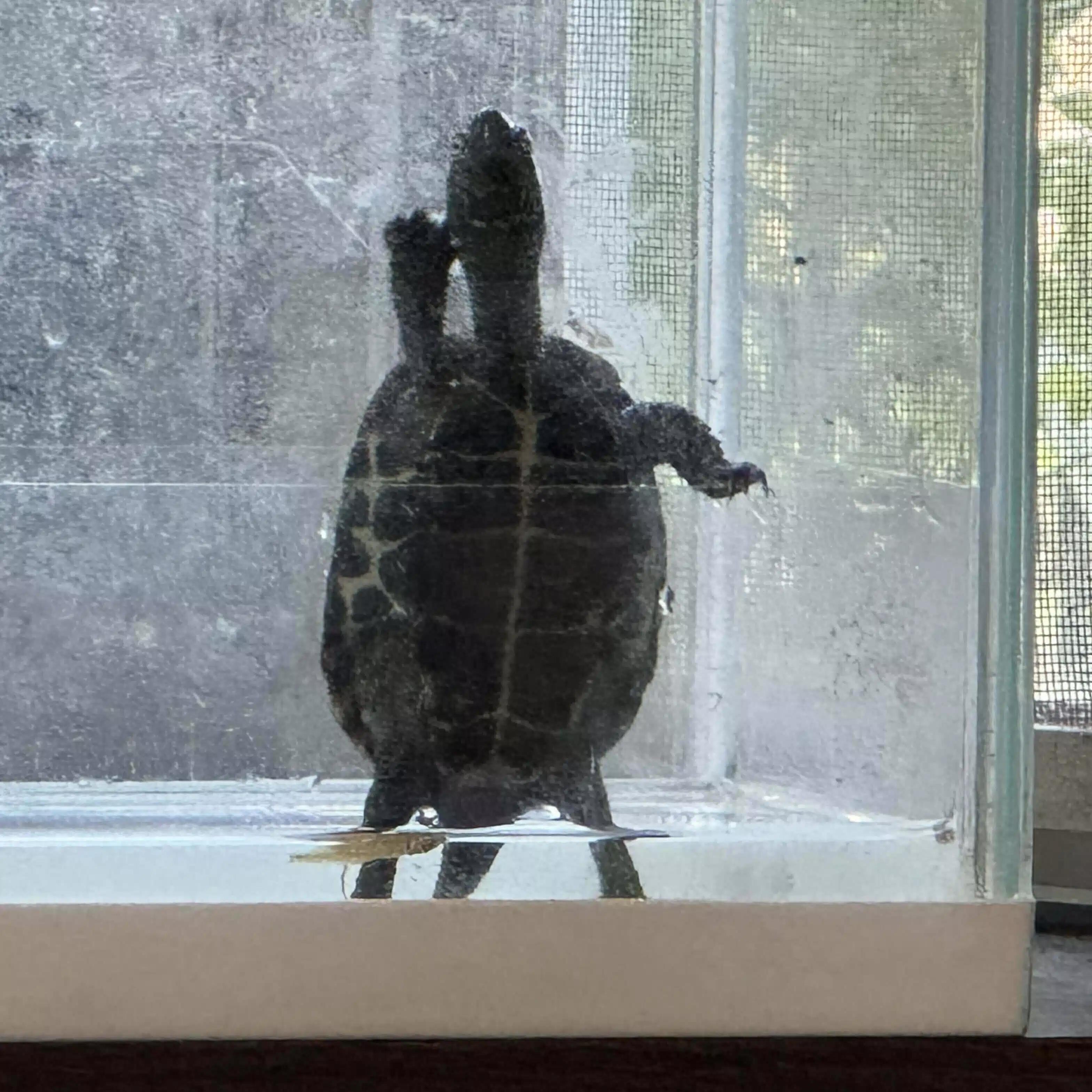 escape