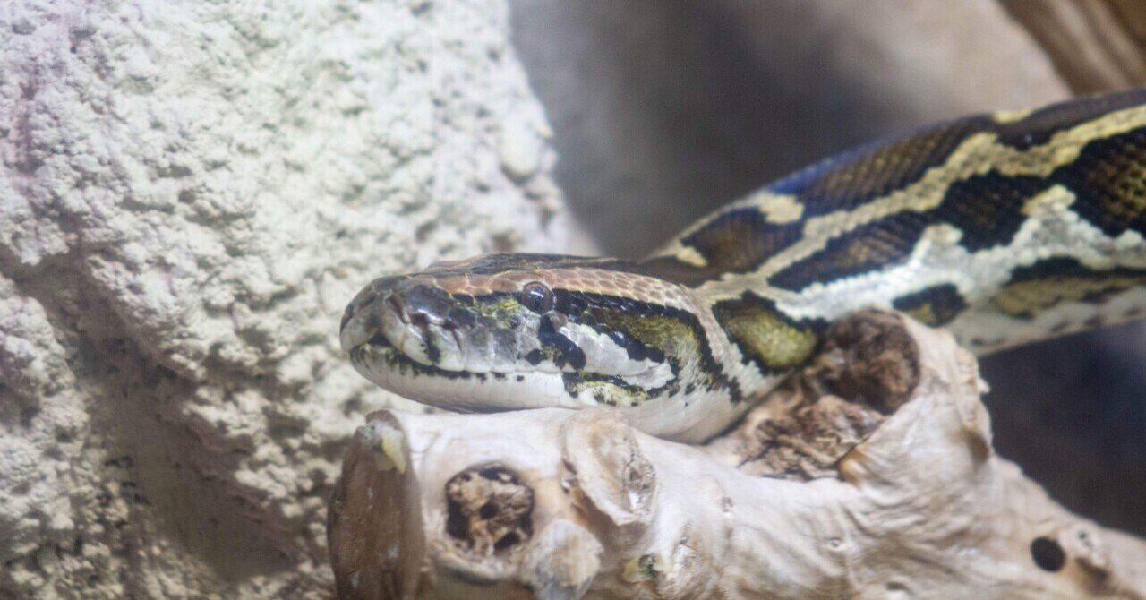 今年の干支はヘビ🐍｜那須どうぶつ王国公式note