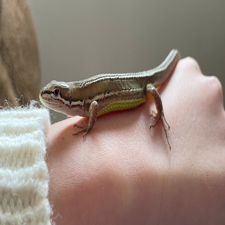 巳年ということもあり、うちの可愛いヘビを紹介します｜フォレスト出版