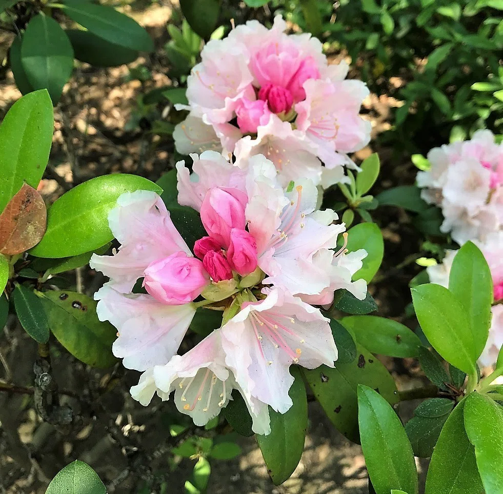 画像17
