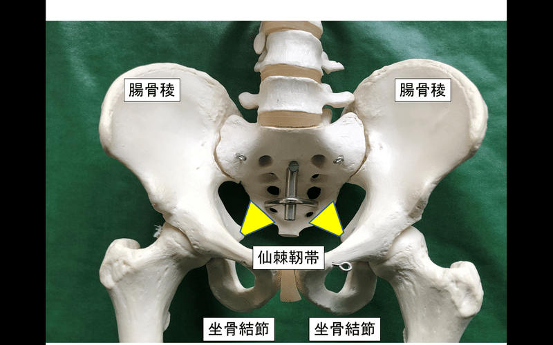 仙棘靭帯