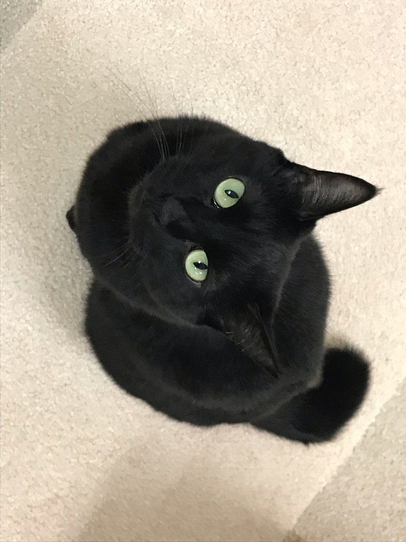 Djお客様 保護ねこカフェおむすび Note