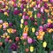 Satsuki
