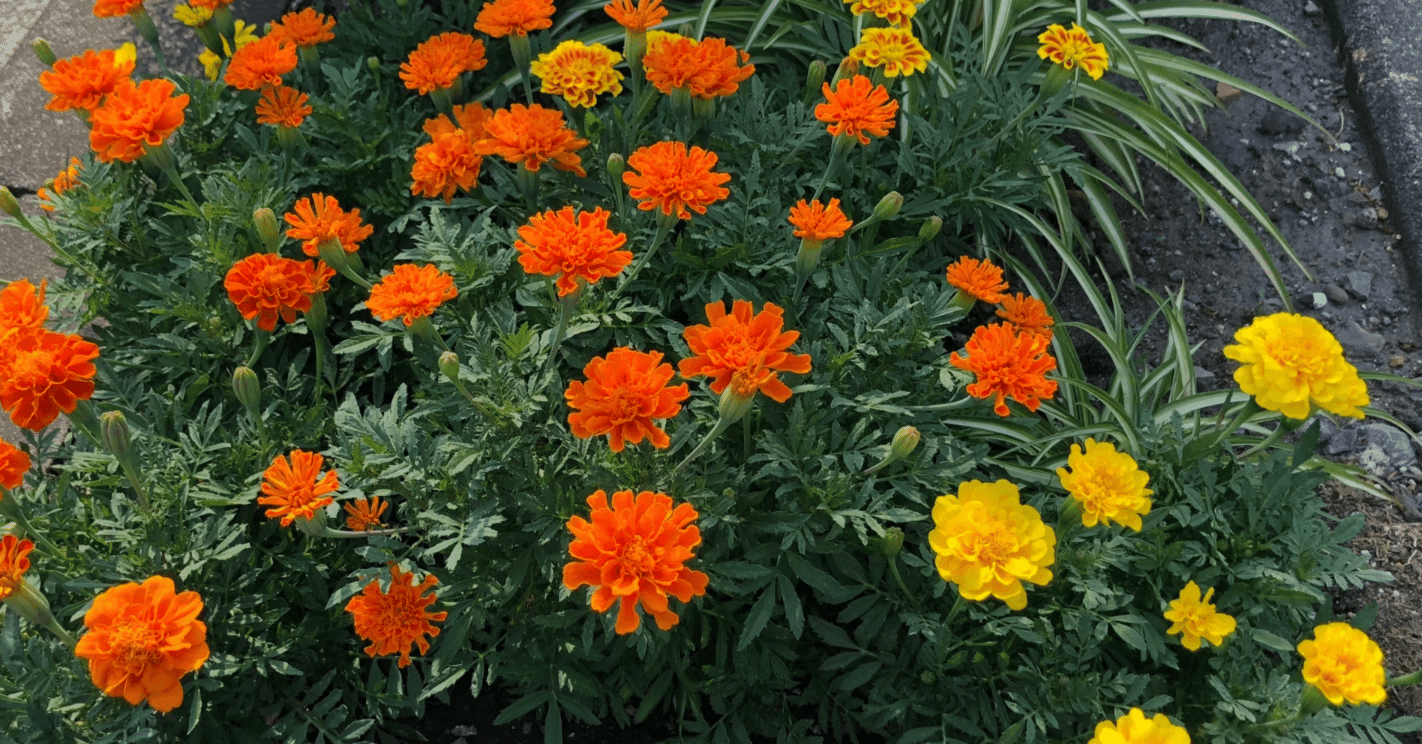 マリーゴールド #道端植物図鑑｜新井裕之（StudioA）