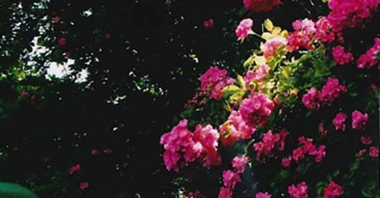パリ研修を通して Aoyama Flower Market Paris Report Note