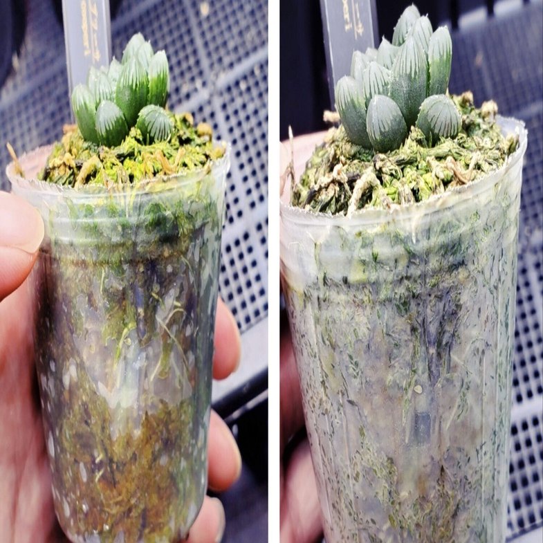 室内で始めるハオルチア 発根管理編｜BRLias（ばらりあす）