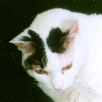 ねこねこ32