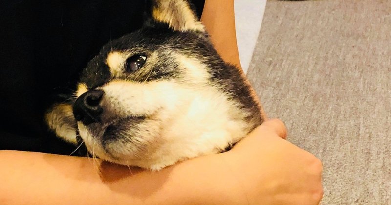 老犬と暮らす リビングでの事件その スキマに入り込む 吉永早希 快適な人生のコツ ライフハック 小さな会社経営 Kindle 移住 リモートワーク Note 老犬と暮らす リビングでの事件その スキマに入り込む 吉永早希 快適な人生のコツ ライフハック 小さな会社経営 Kindle 移住 リモートワーク Note