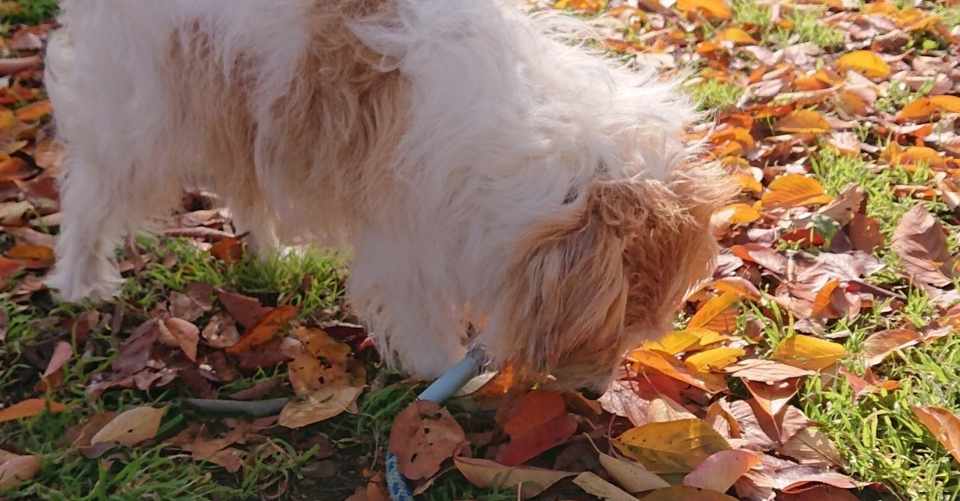 3mリードで犬の引っ張り癖は直るけど直らないこともあるよ いぬいけんたろう Note