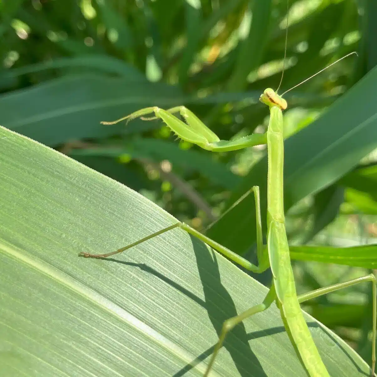 はいぼーる