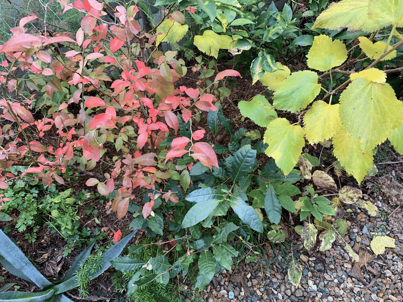 紅葉 平屋私庭日記 33 ライツ社 紅葉 平屋私庭日記 33 ライツ社
