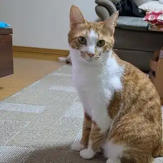 kaji