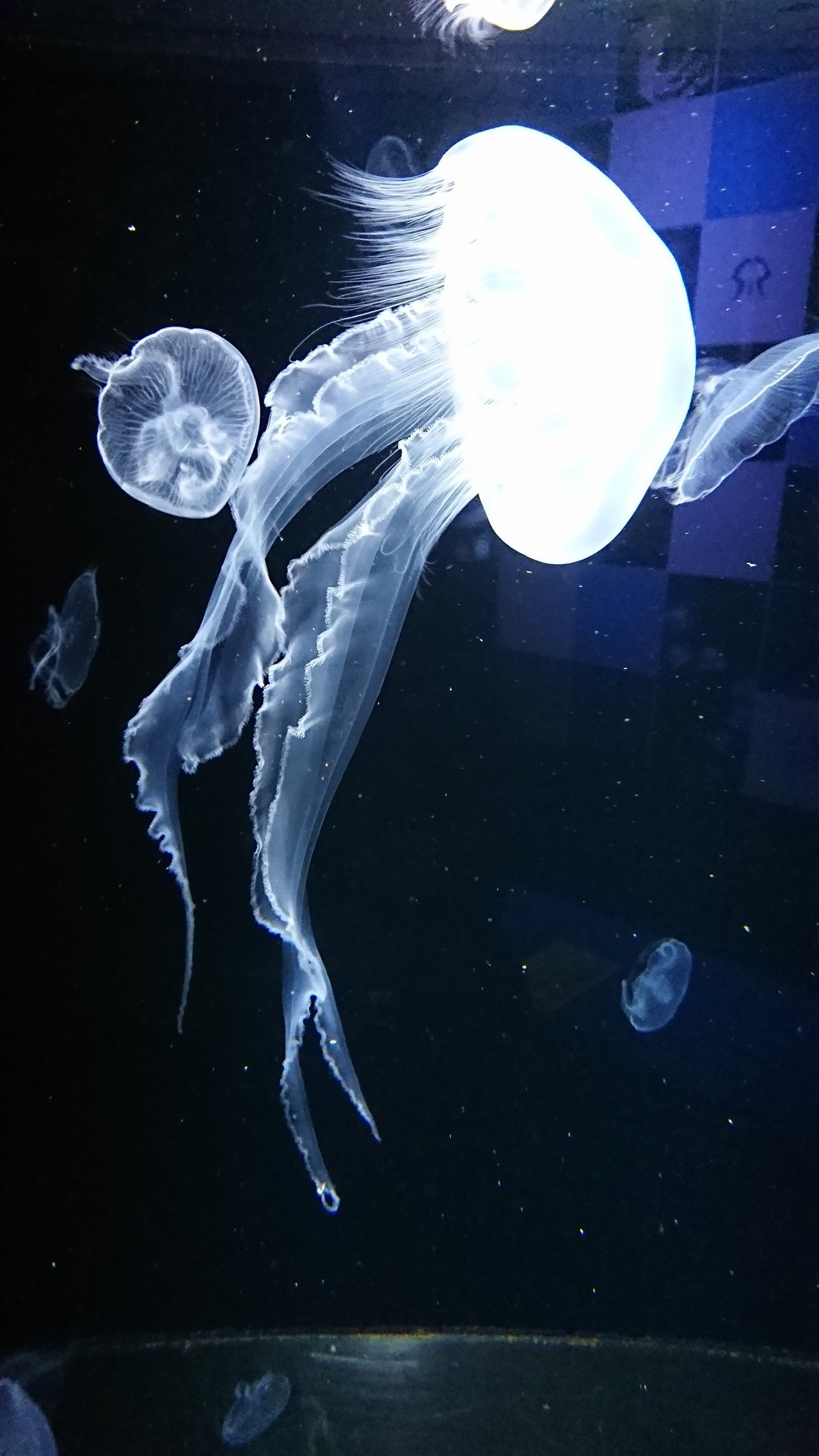 クラゲ写真です もふもふのもふう Note
