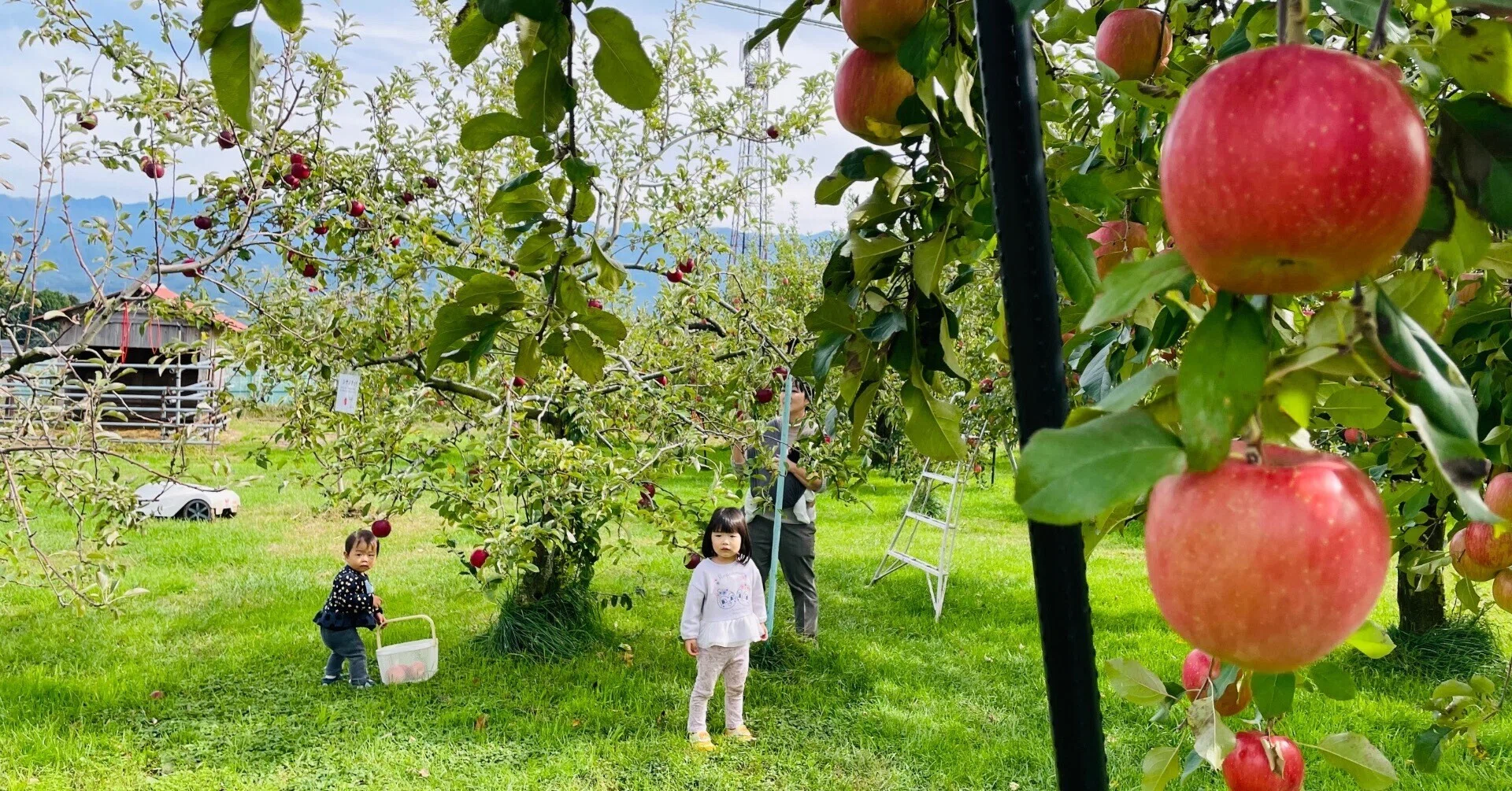 2024年に出会った大好きな『マルカメ果樹園』さん。夢みたいに楽しかっ