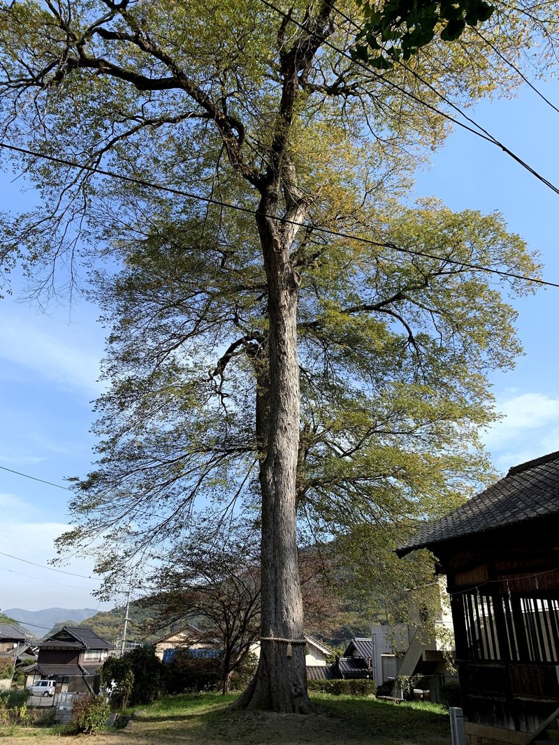 （４）椋の巨木。かつて皇森神社境内には、松や榎の高木が立ち並んでいたという。