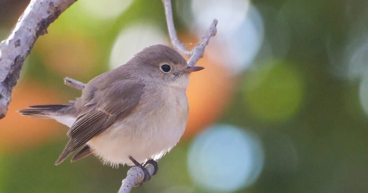 野鳥が好きです!#151&音をつむぐ#67「2025年、新年明けまして