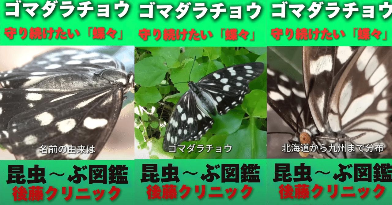 昆虫図鑑】ゴマダラチョウ「絶滅危惧種」になるかも。エサはエノキ