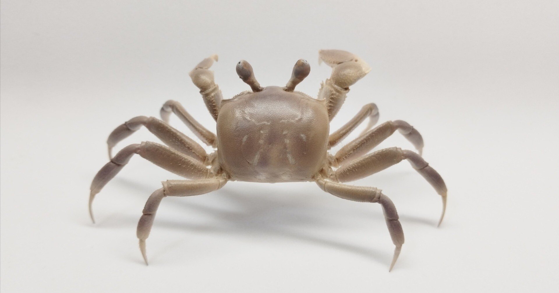 スナガニの剥製を作ってみた｜魚道部！/ 剥製師 力石眞弘 (ﾁｶﾗｲｼ ﾏｻﾋﾛ)