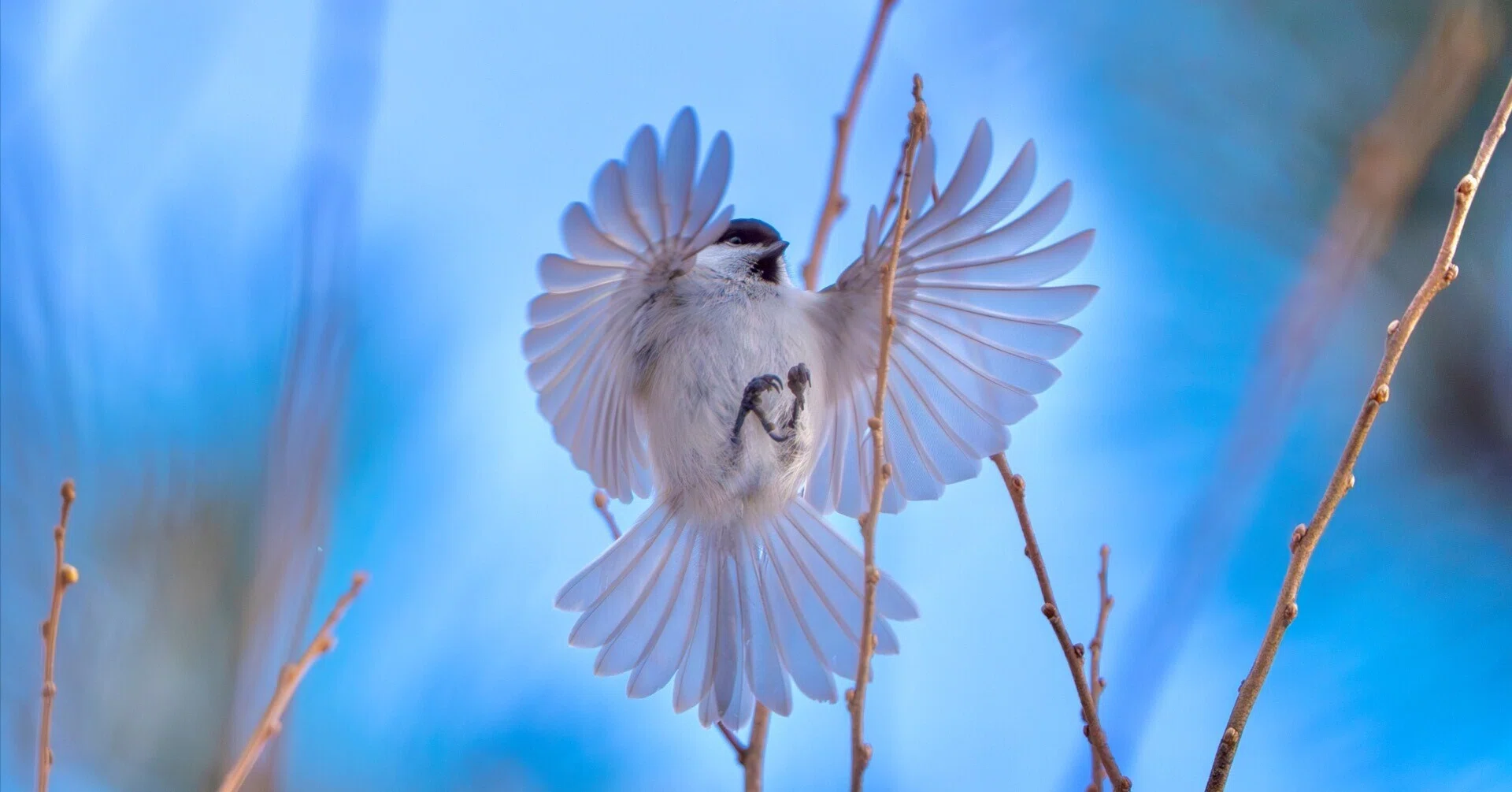 豊田秋為 御所車に鳥 掛軸 H59 IMG_8971-937x1024.jpeg
