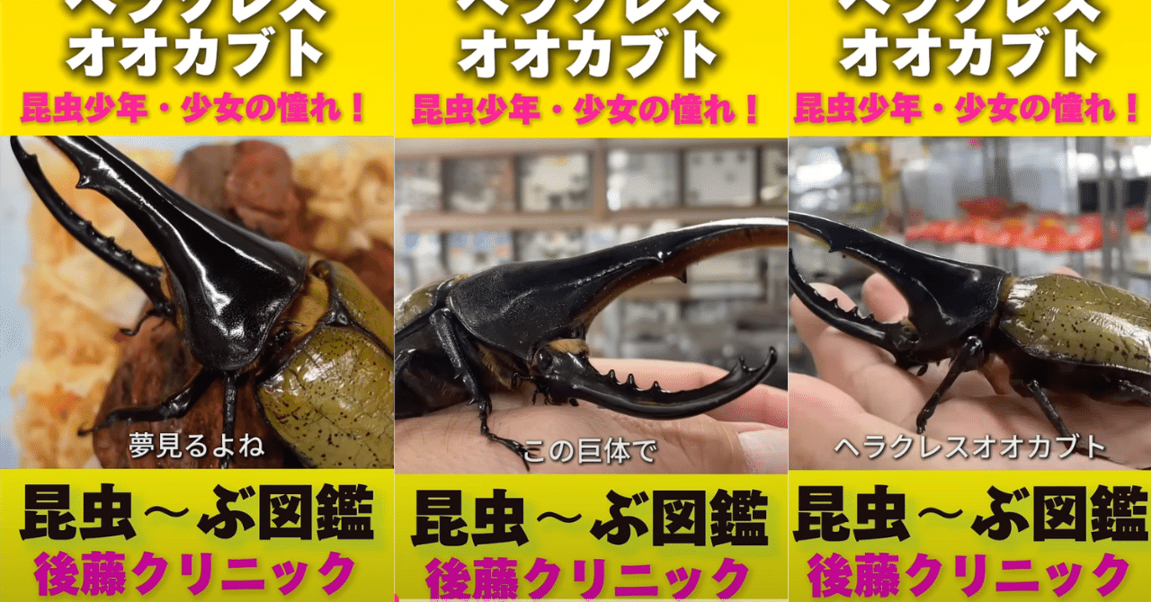 ookuwa-kyoto_kabuto-hercules-osu00