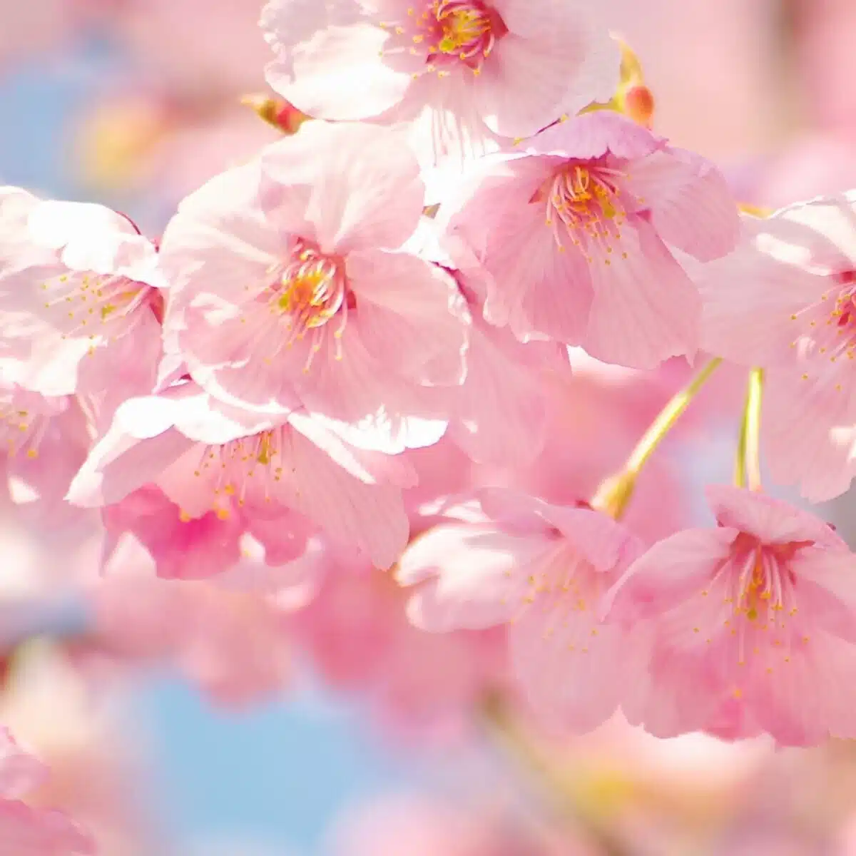 桜花(Sakura)