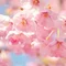 桜花(Sakura)