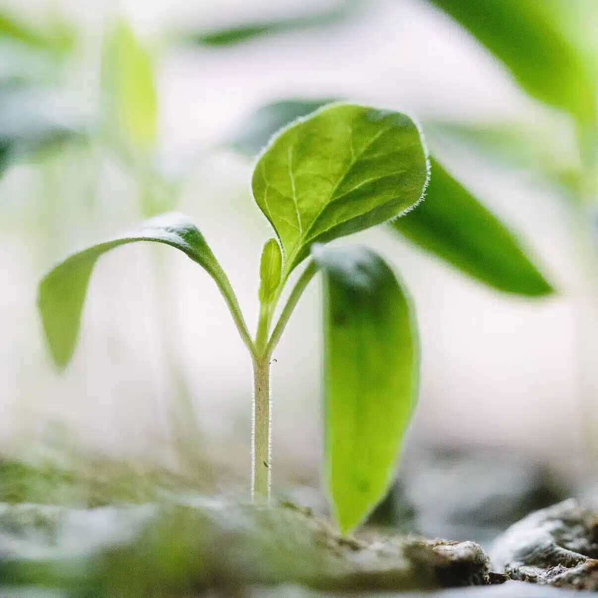 未来のリーダーが知っておくべきことを心理学と生物学で読み解く
