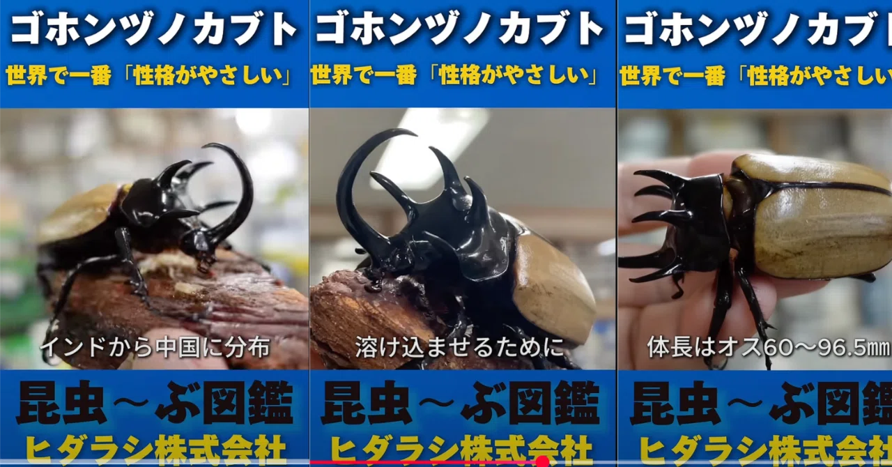 昆虫図鑑】ゴホンヅノカブトの飼育は23〜25度くらいの温度管理がベスト