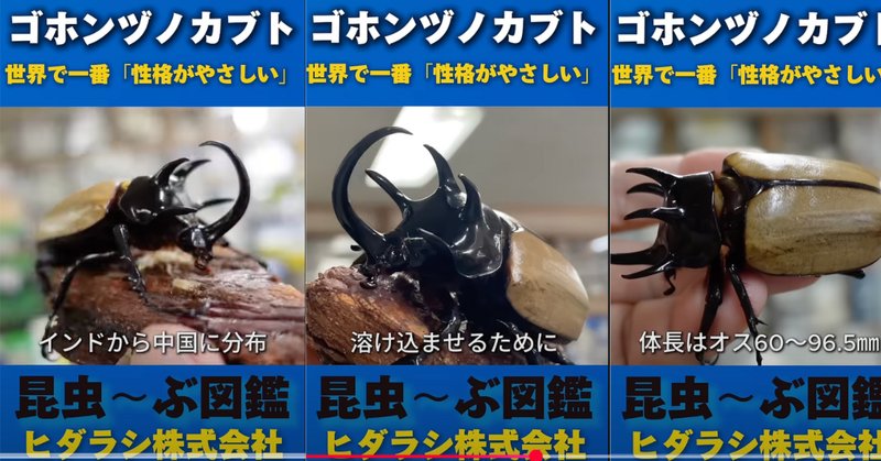 ヘラクレスオオカブト」の人気タグ記事一覧｜note ――つくる