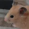 ハムスターのごはん係
