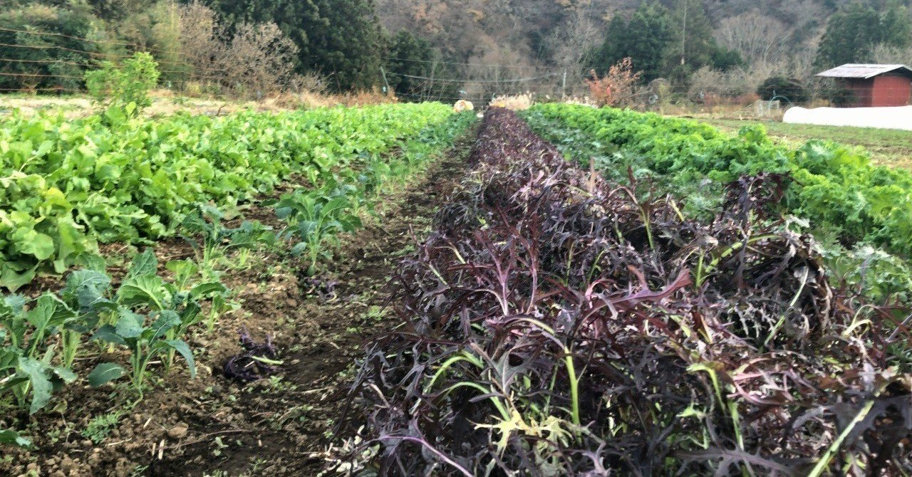 有機農業者がベンチャー事業をはじめた物語 小島信之 Note