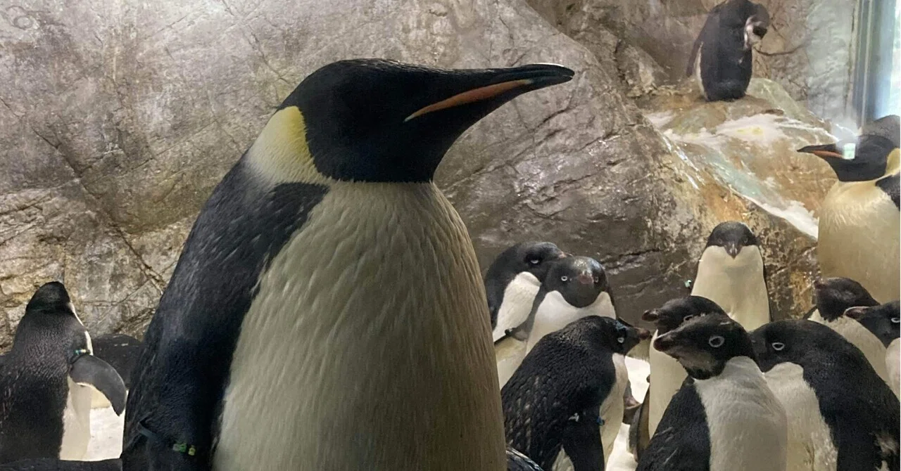 ペンギンを観に、アドベンチャーワールドへ【水族館訪問⑩】｜ジェイソン
