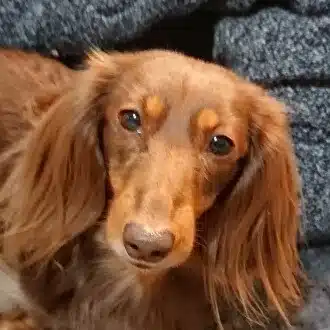 ちょこたん