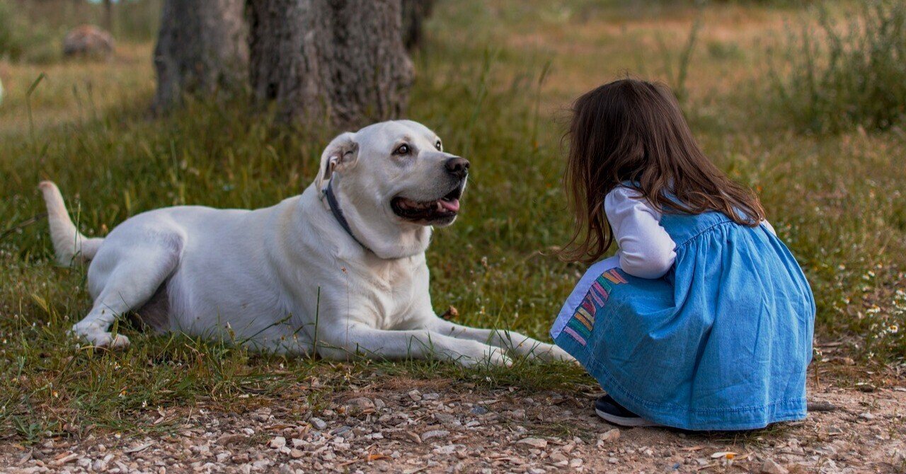 【プレビュー】初心者におすすめ！飼いやすい犬種5選｜じゅんこ｜note