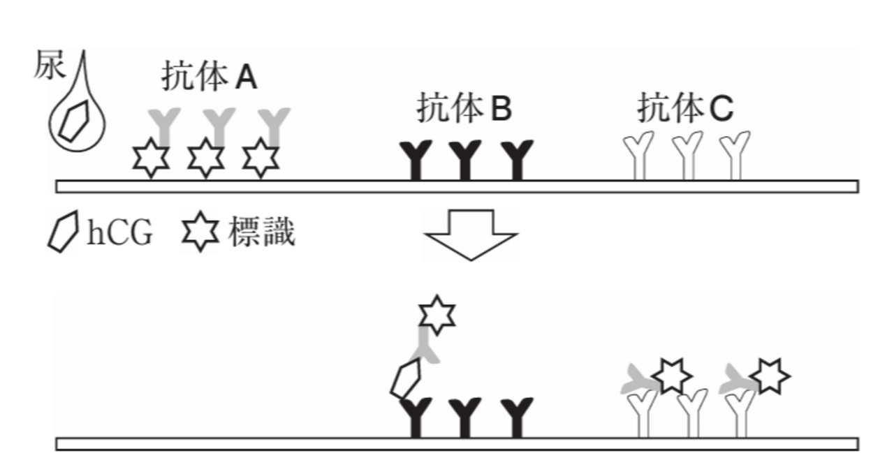 松廼屋｜論点解説 薬剤師国家試験対策ノート問 106-196-197