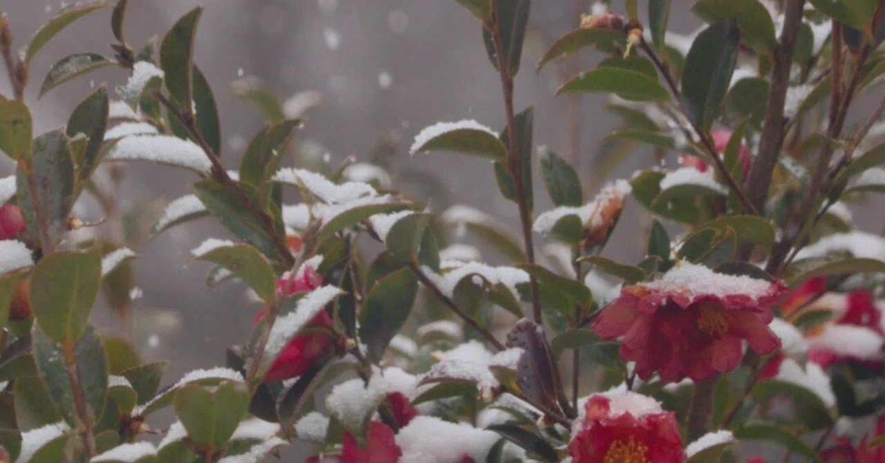雪椿｜俳句｜藤家 秋