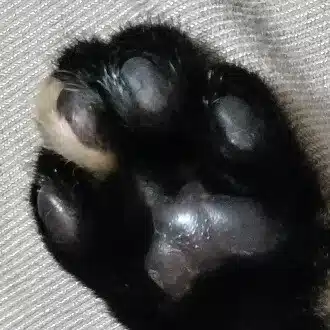 ゆに♪ | 読書記録と猫暮らし日記