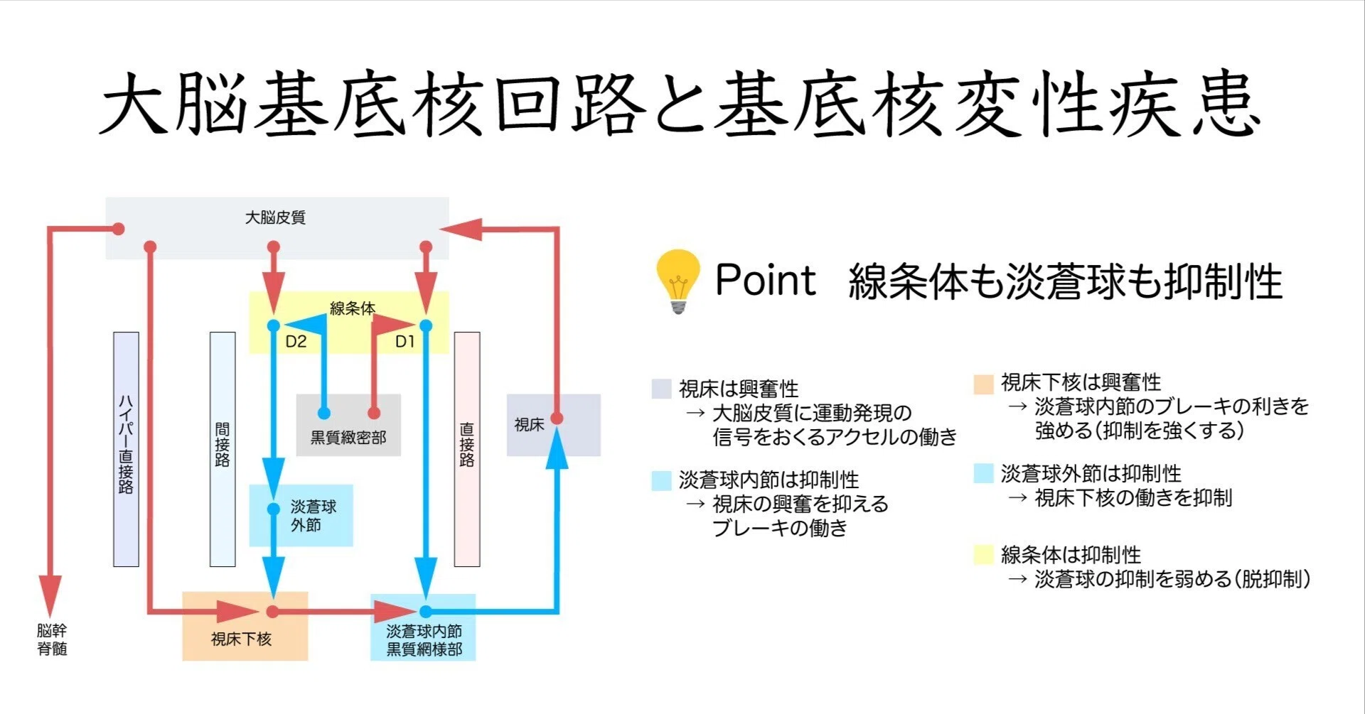 大脳基底核回路と基底核変性疾患｜かずひろ先生（黒澤一弘｜解剖×教育×AI）